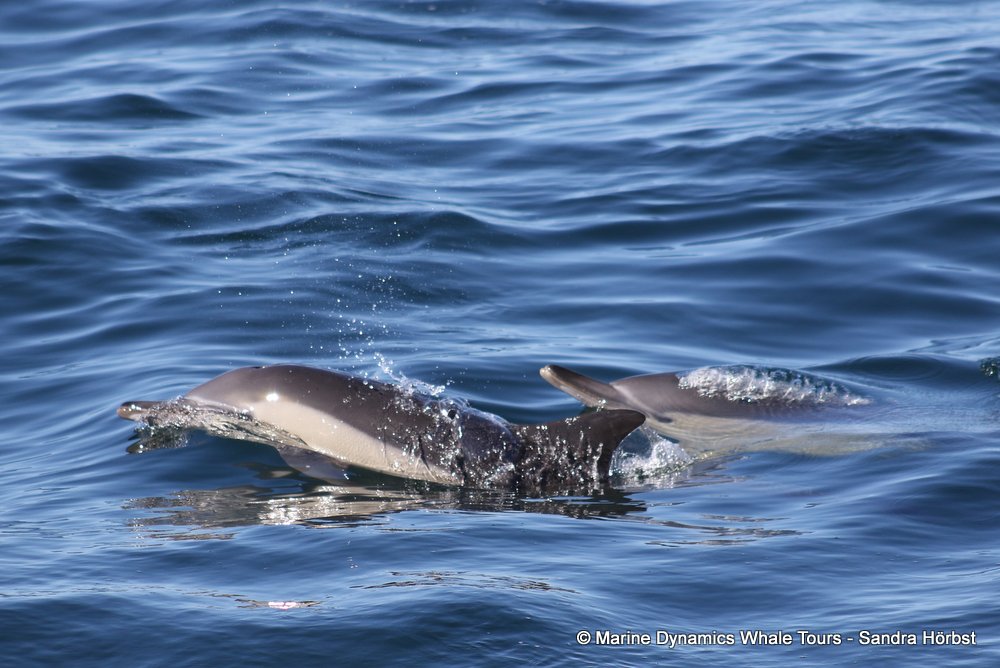 dolphin, whale watching, gansbaai, south africa,