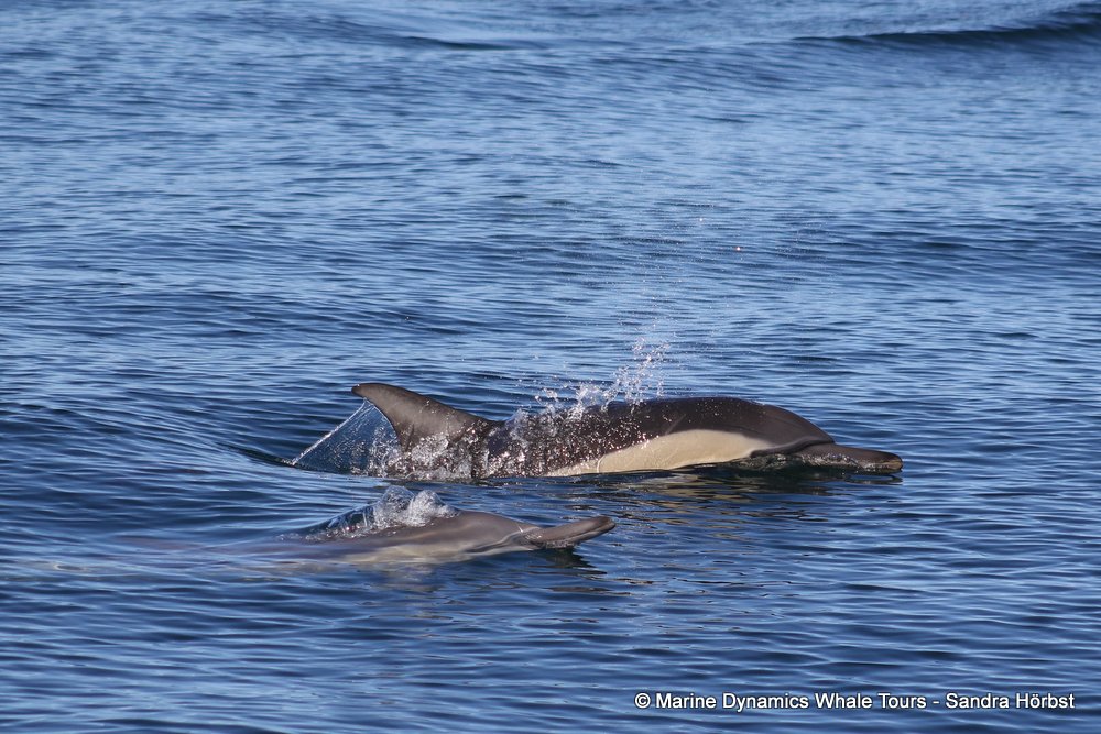 dolphin, whale watching, gansbaai, south africa,