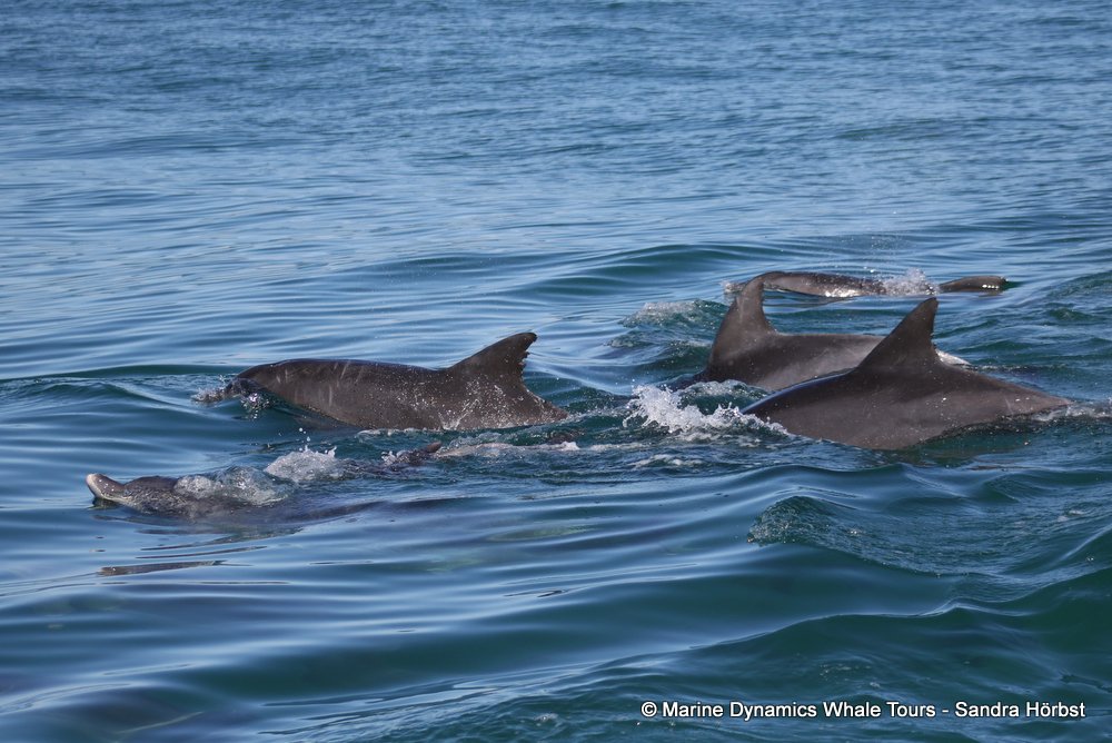dolphin, whale watching, gansbaai, south africa,