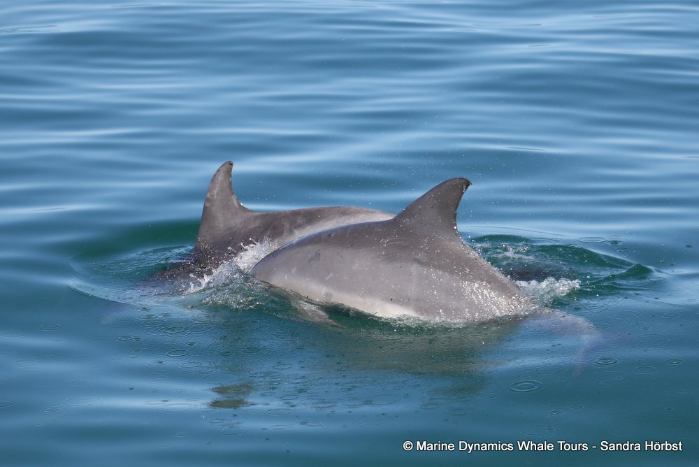 dolphin, whale watching, gansbaai, south africa,