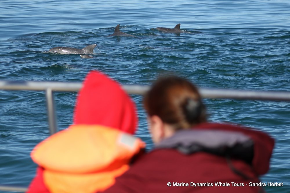 dolphin, whale watching, gansbaai, south africa,