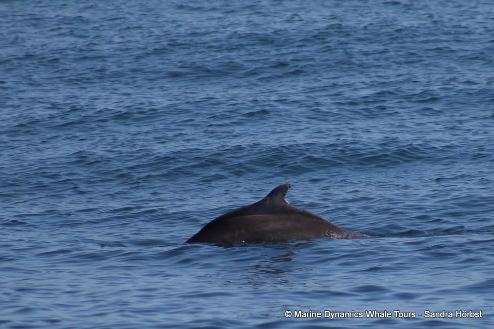 dolphin, whale watching, gansbaai, south africa,