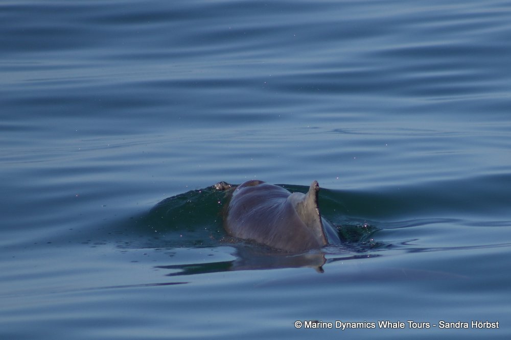 dolphin, whale watching, gansbaai, south africa,