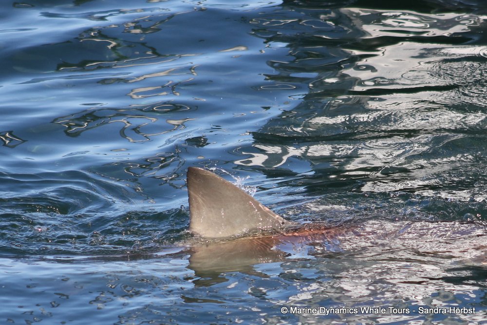 shark dorsal fin, whale watching, gansbaai, south africa,