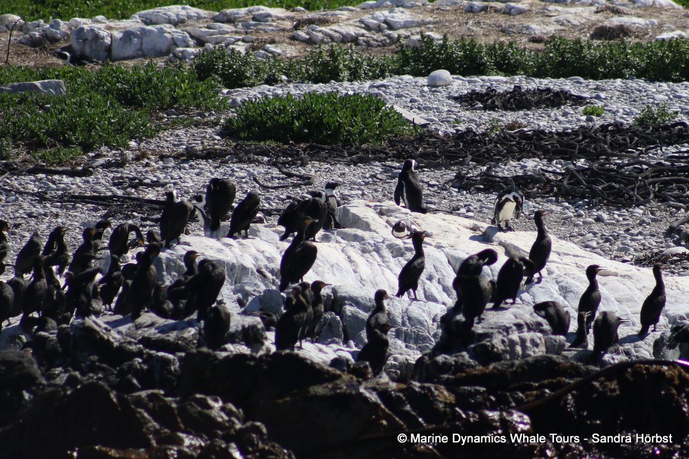 penguins, whale watching, gansbaai, south africa,