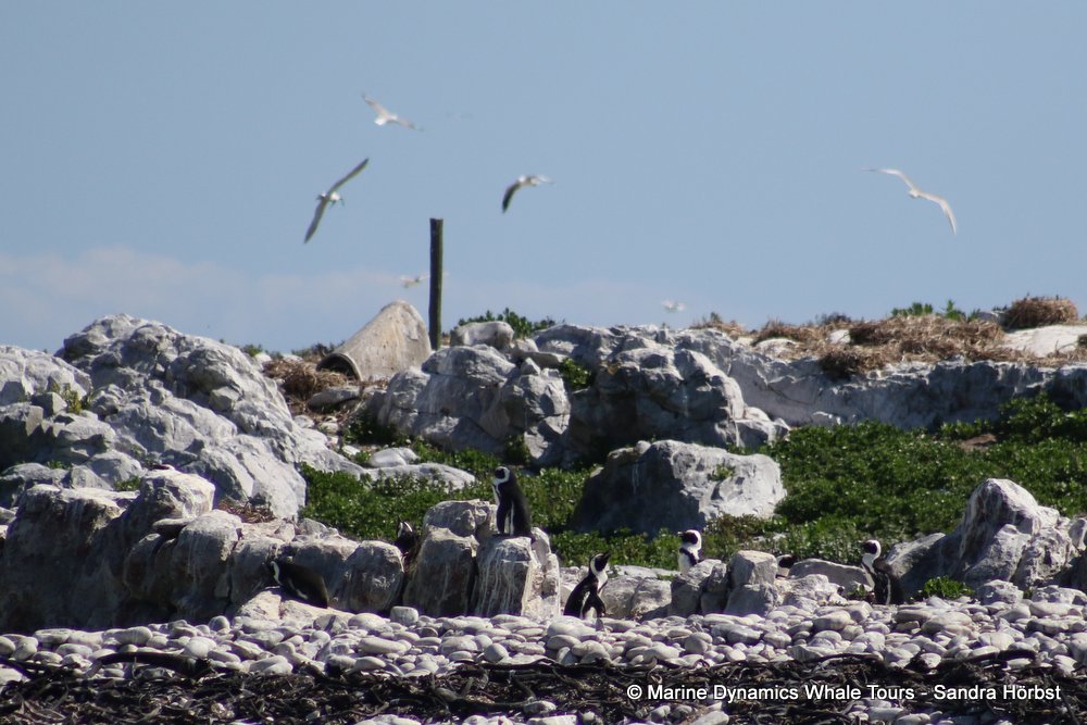 penguins, whale watching, gansbaai, south africa,