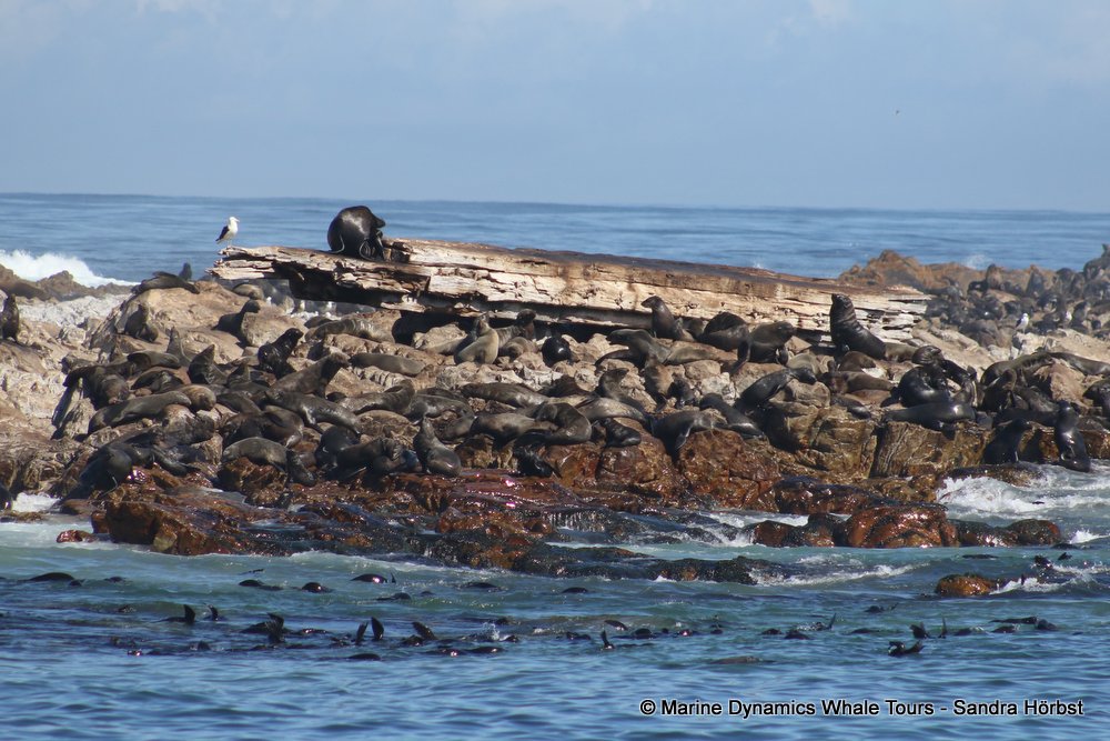 cape fur seal, whale watching, gansbaai, south africa
