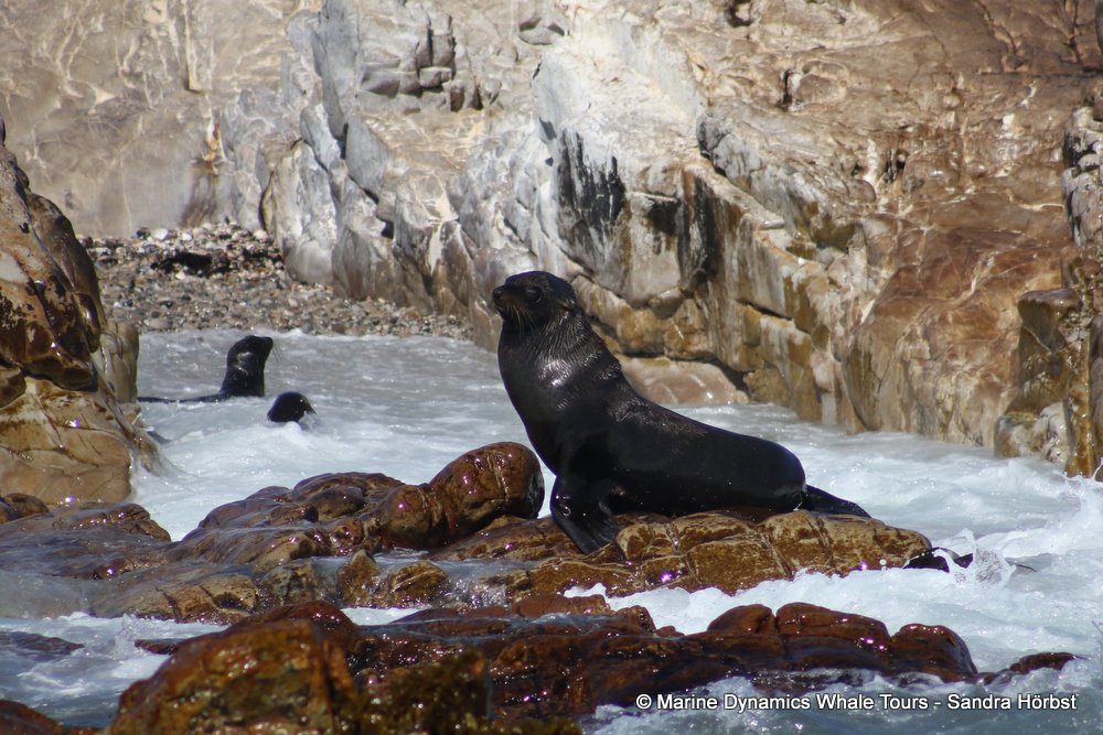 cape fur seal, whale watching, gansbaai, south africa