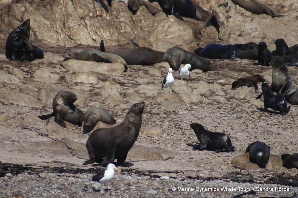 cape fur seal, whale watching, gansbaai, south africa