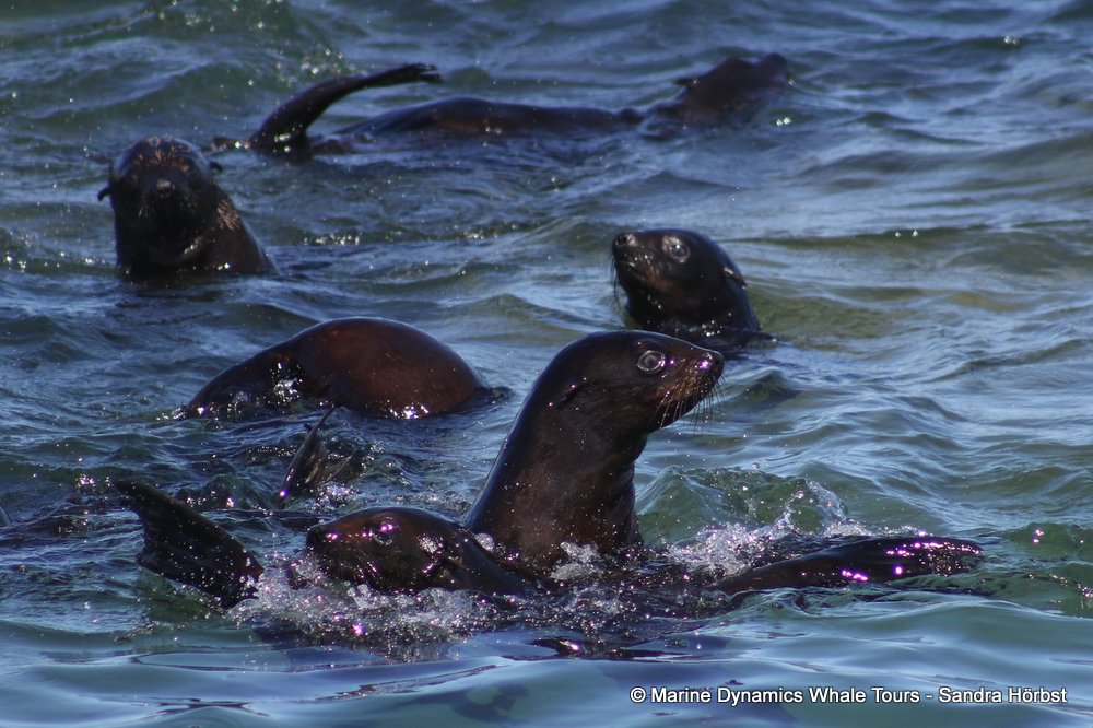 cape fur seal, whale watching, gansbaai, south africa
