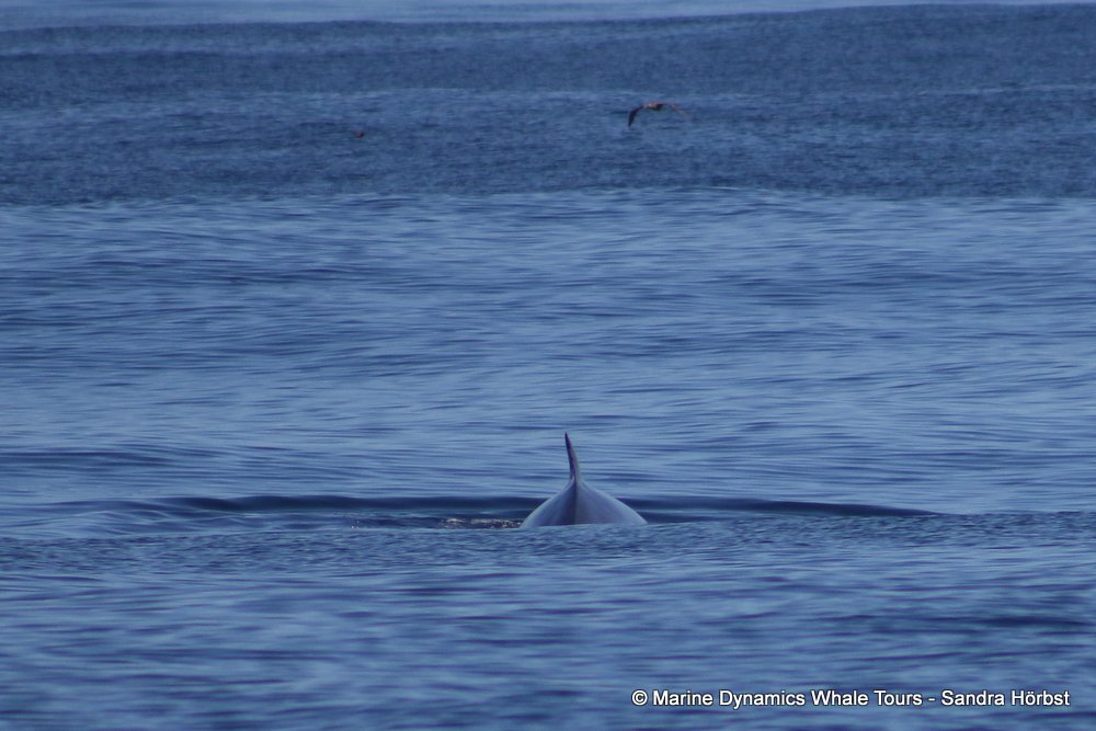 bryde's whale, whale watching, gansbaai, south africa,