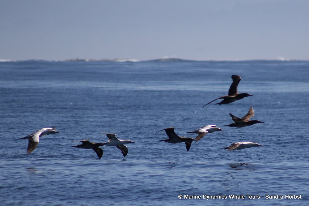 gannet,whale watching, gansbaai, south africa