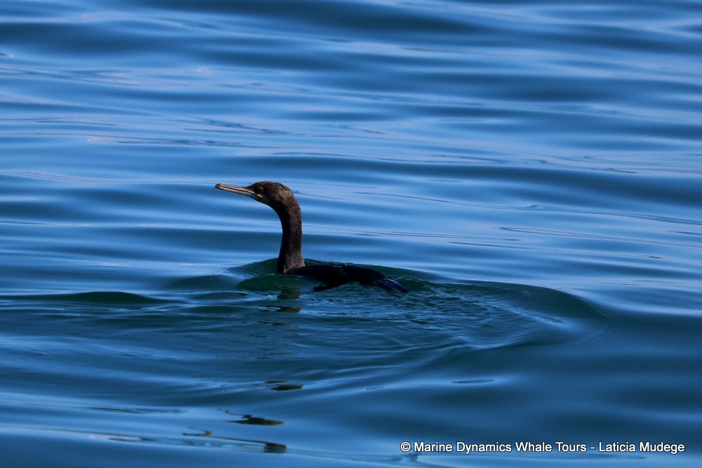 cormorant, whale watching, gansbaai, south africa,
