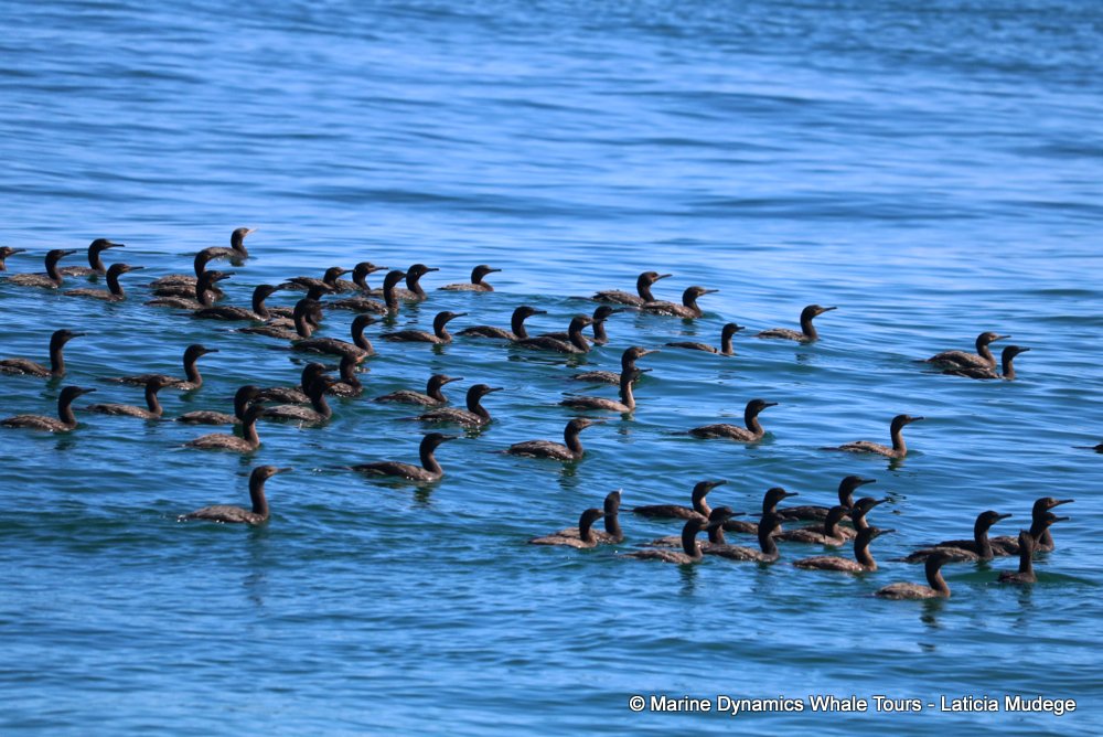 cormorant, whale watching, gansbaai, south africa,