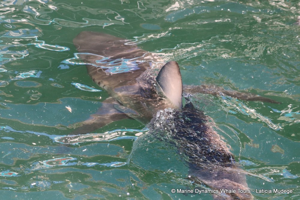 bronze whaler shark, whale watching, gansbaai, south africa,