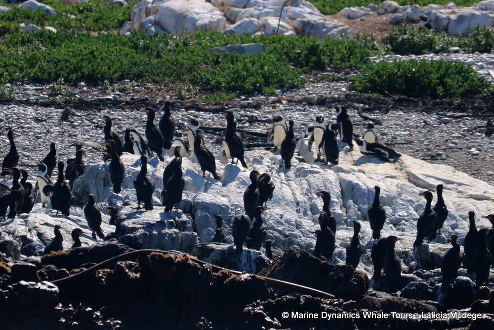 african penguin, whale watching, gansbaai, south africa