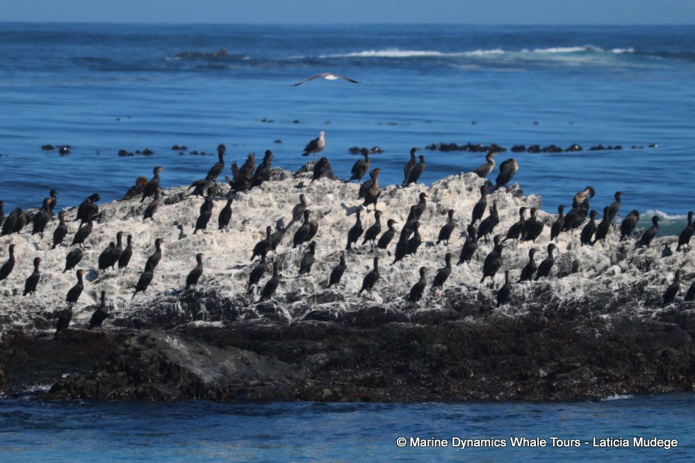 african penguin, whale watching, gansbaai, south africa
