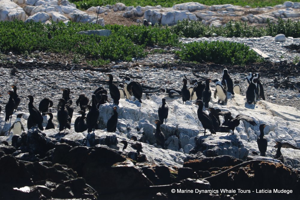 african penguin, whale watching, gansbaai, south africa