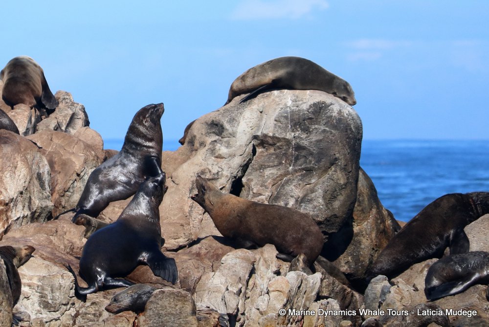 cape fur seal, whale watching, gansbaai, south africa