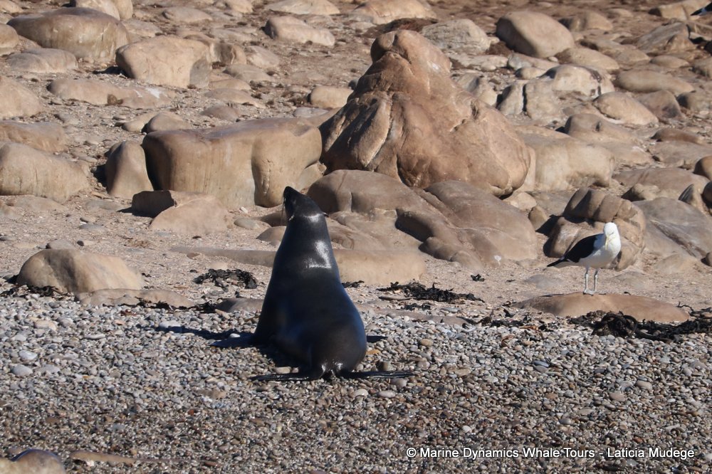 cape fur seal, whale watching, gansbaai, south africa