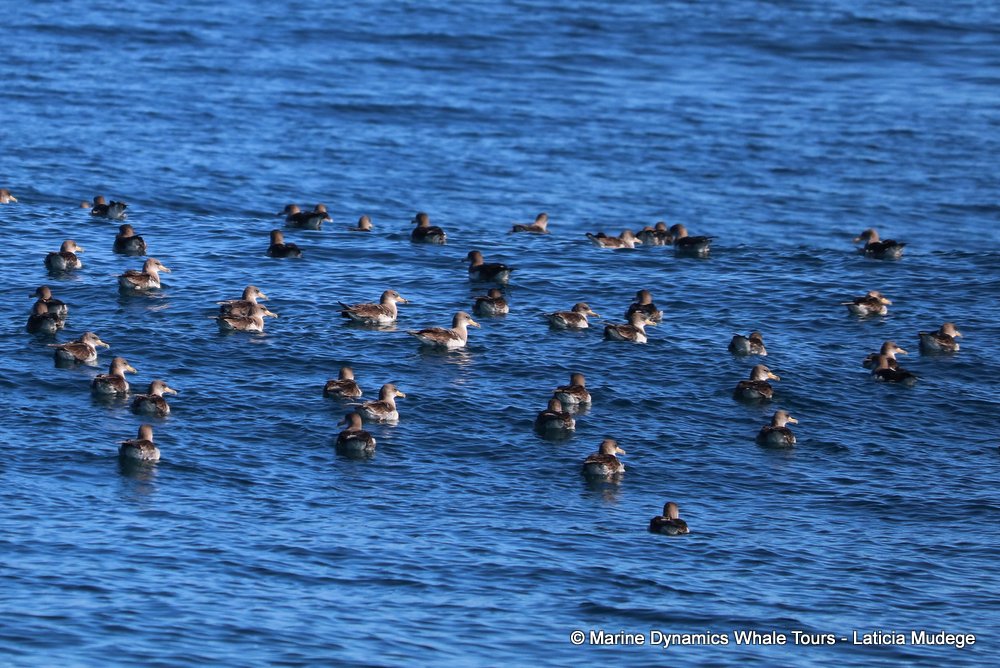 shearwater, whale watching, gansbaai, south africa,