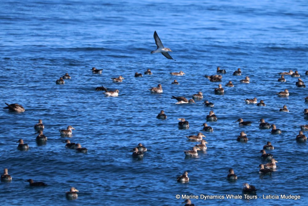 shearwater, whale watching, gansbaai, south africa,