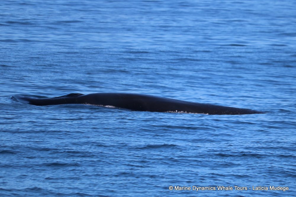 bryde's whale, whale watching, gansbaai, south africa,