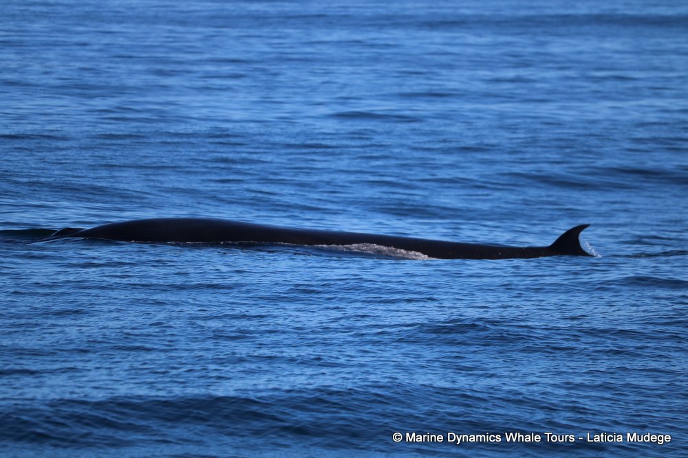 bryde's whale, whale watching, gansbaai, south africa,