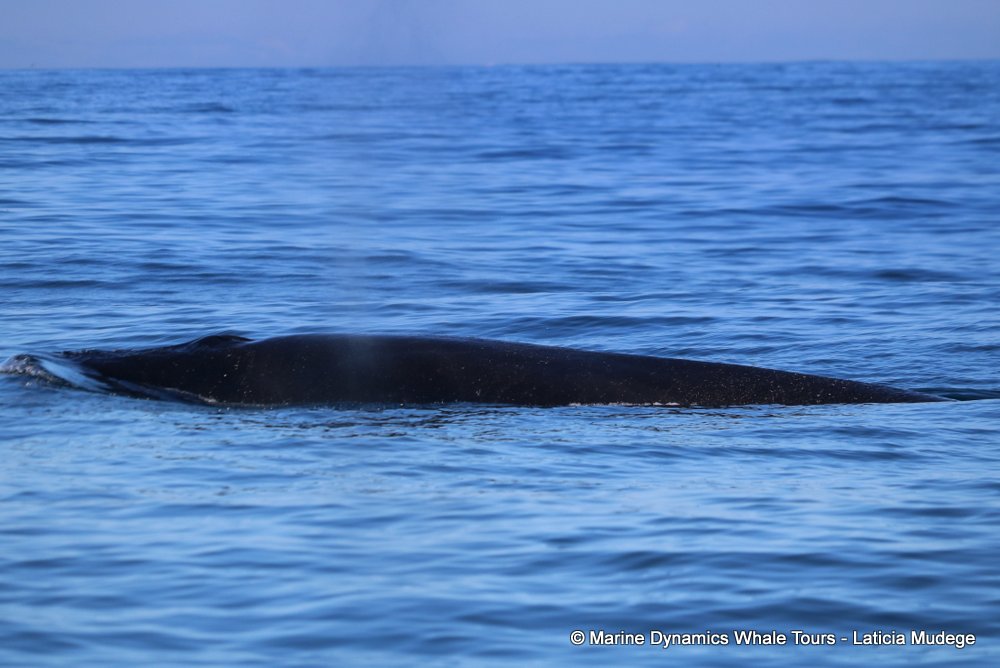 bryde's whale, whale watching, gansbaai, south africa,