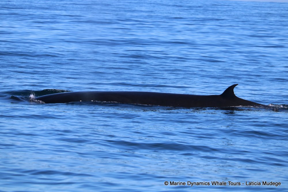 bryde's whale, whale watching, gansbaai, south africa,