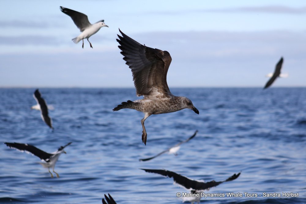 gull, whale watching, gansbaai, south africa,