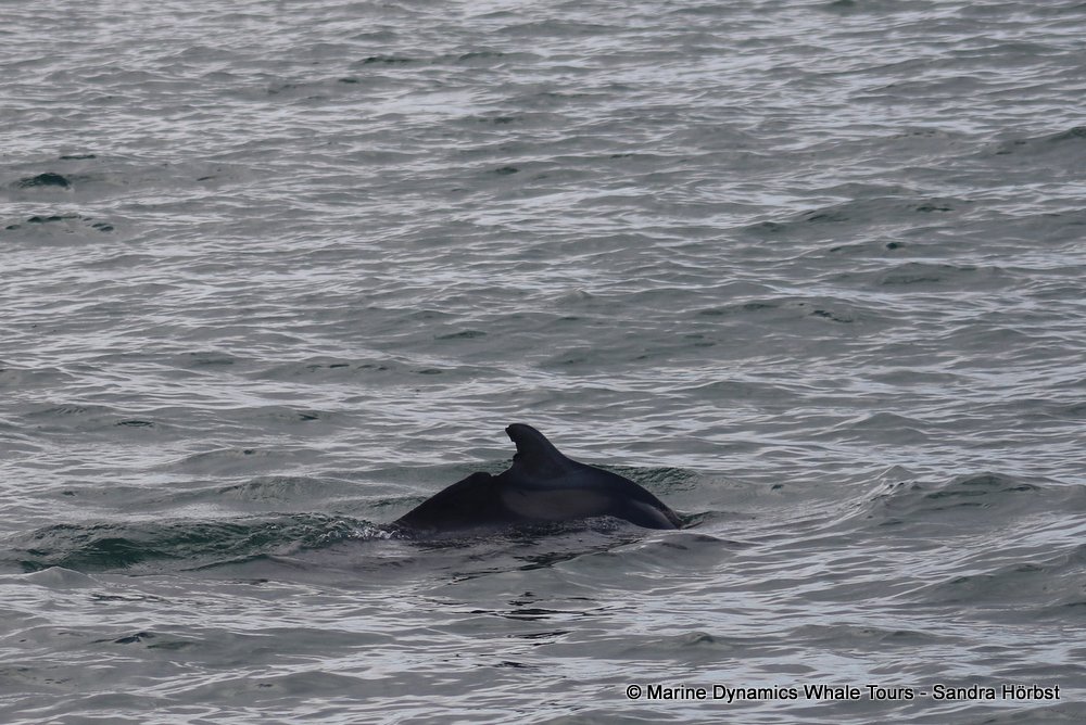 humpback dolphin, whale watching, gansbaai, south africa