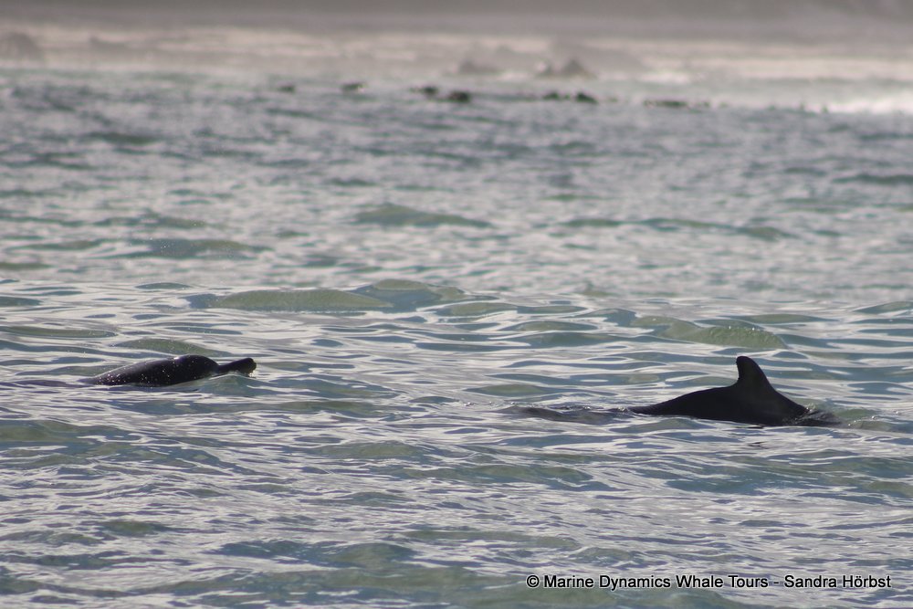 humpback dolphin, whale watching, gansbaai, south africa