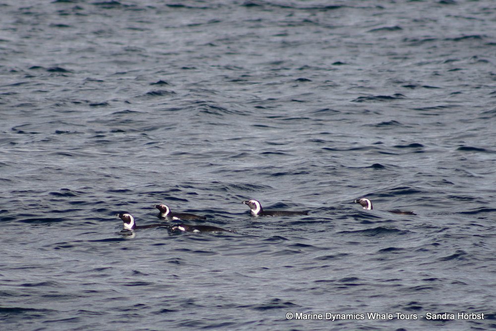 penguins, whale watching, gansbaai, south africa,