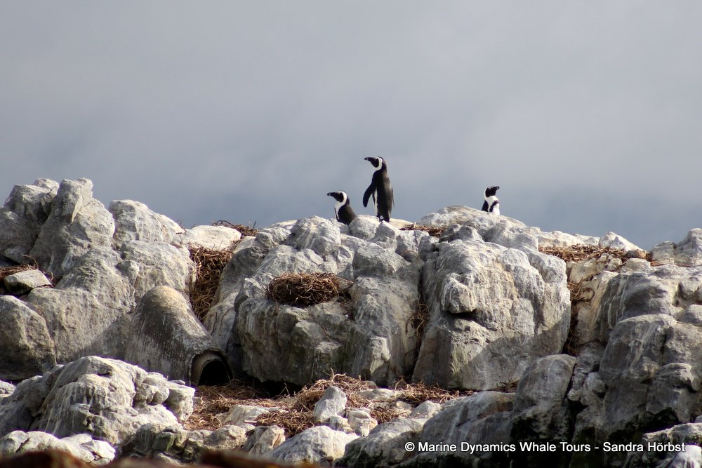 penguins, whale watching, gansbaai, south africa,
