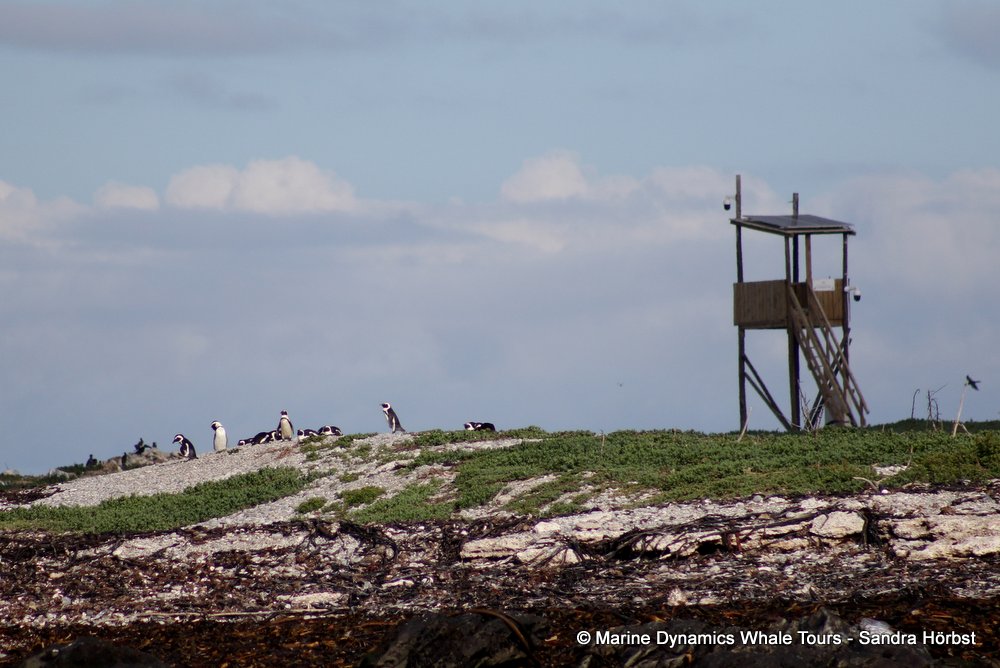 penguins, whale watching, gansbaai, south africa,