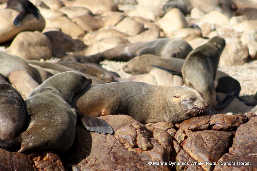 cape fur seal, whale watching, gansbaai, south africa