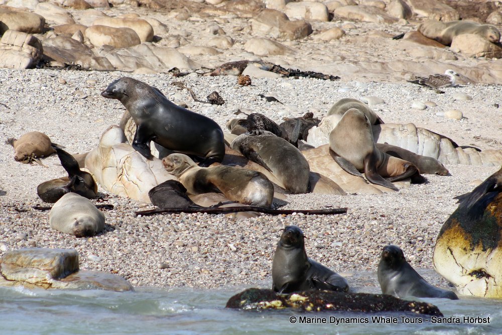 cape fur seal, whale watching, gansbaai, south africa