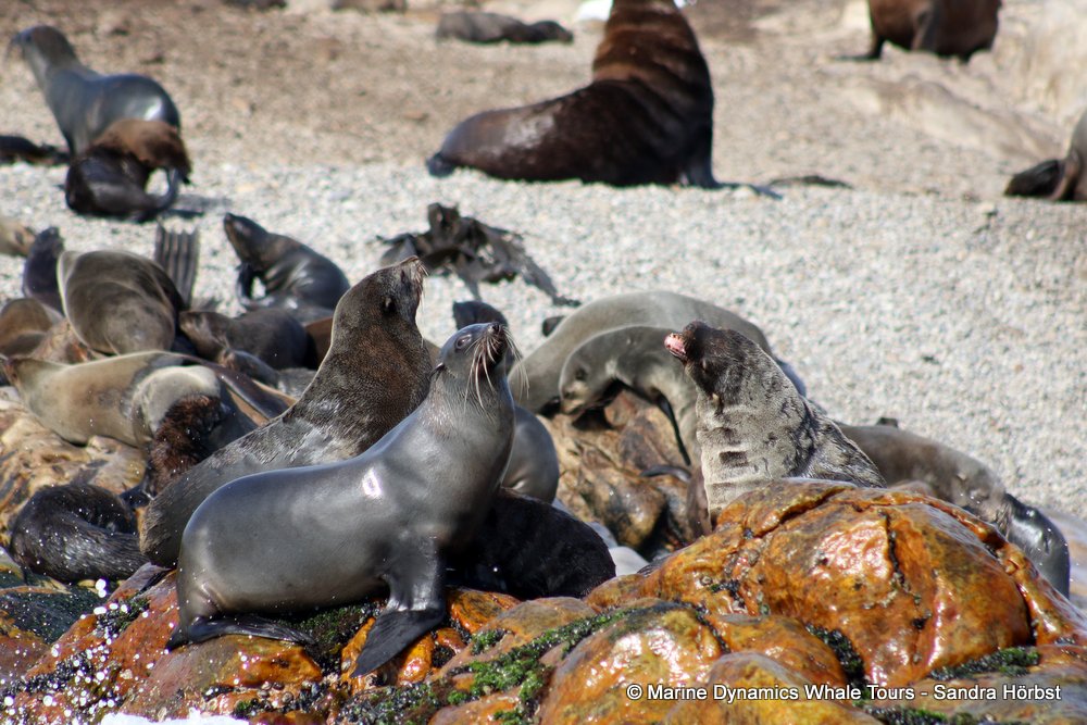 cape fur seal, whale watching, gansbaai, south africa