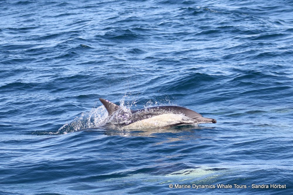 dolphin, whale watching, gansbaai, south africa,
