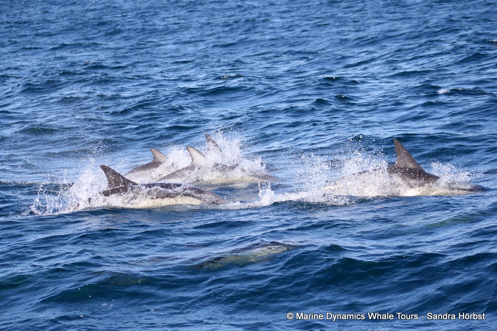 dolphin, whale watching, gansbaai, south africa,