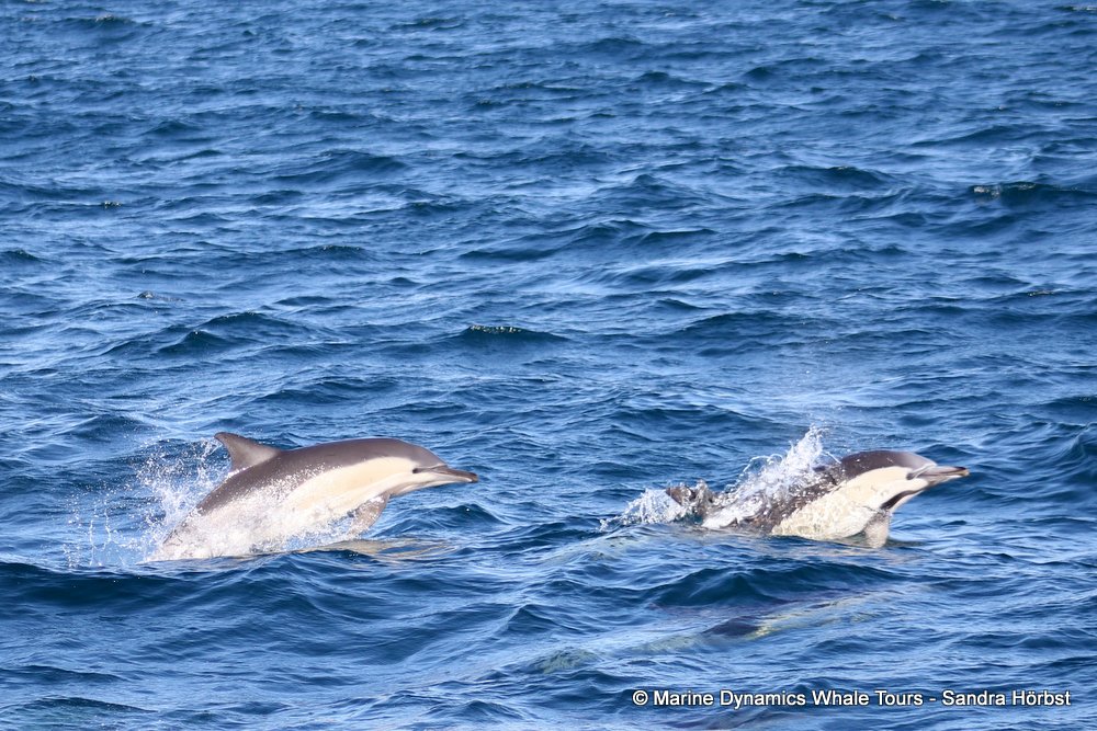 dolphin, whale watching, gansbaai, south africa,