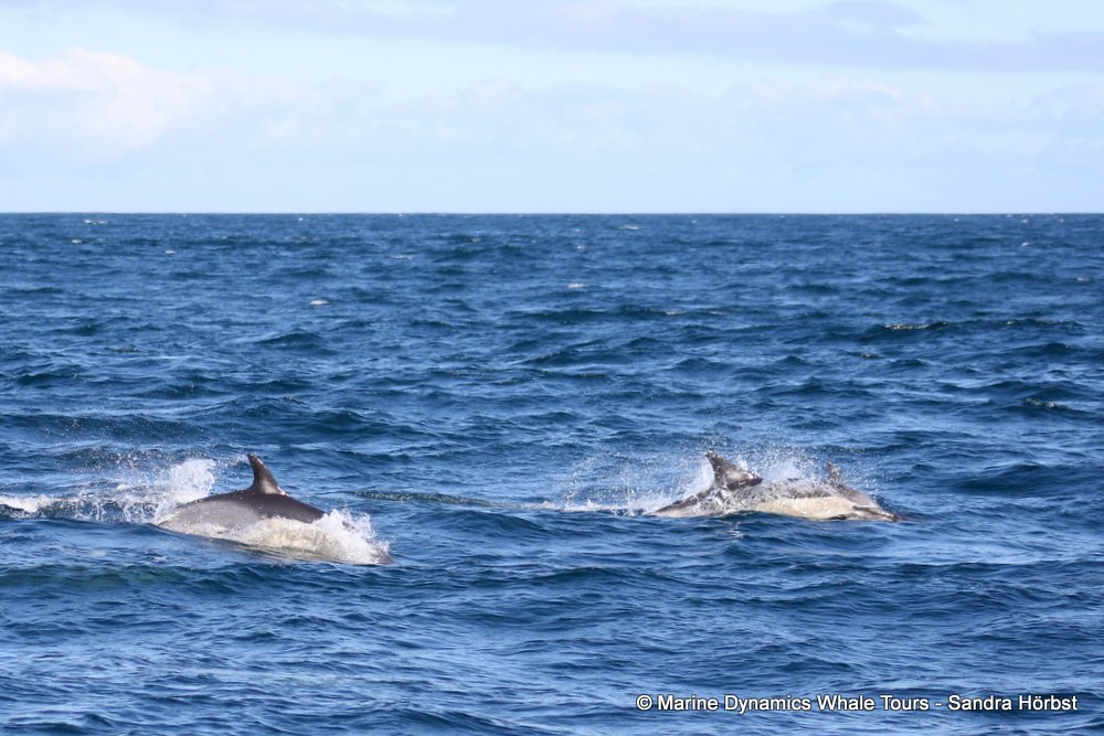dolphin, whale watching, gansbaai, south africa,