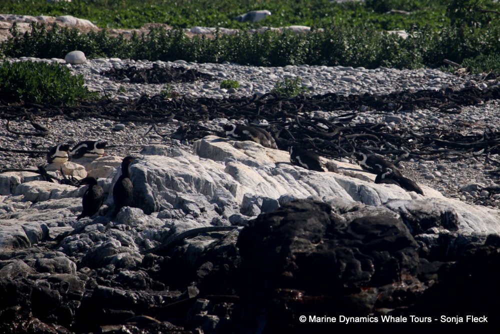 african penguin, whale watching, gansbaai, south africa