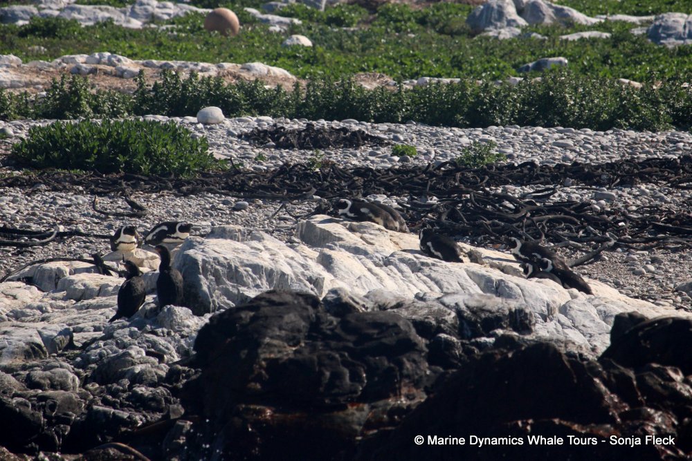 african penguin, whale watching, gansbaai, south africa