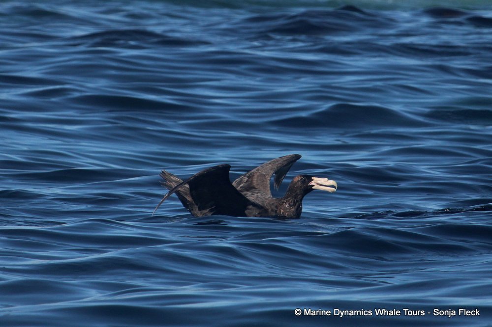 Giant Petrel, whale watching, gansbaai, south africa,