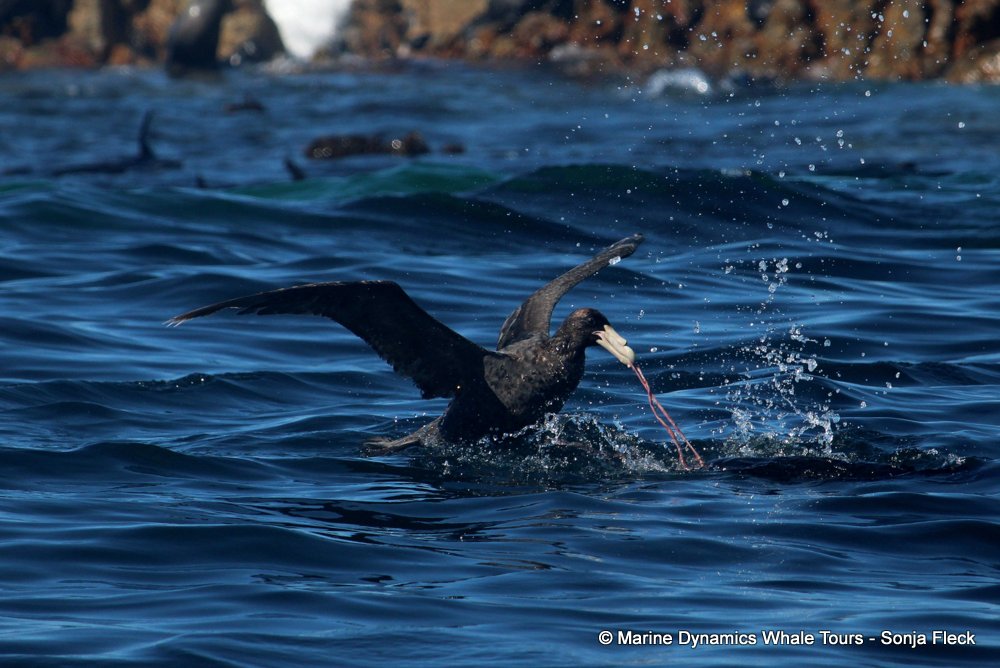 Giant Petrel, whale watching, gansbaai, south africa,