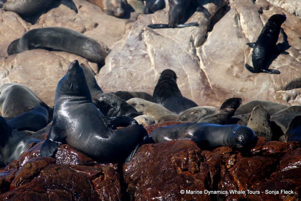 cape fur seal, whale watching, gansbaai, south africa