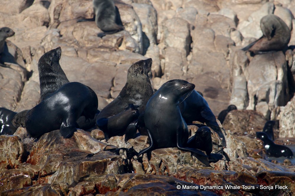 cape fur seal, whale watching, gansbaai, south africa
