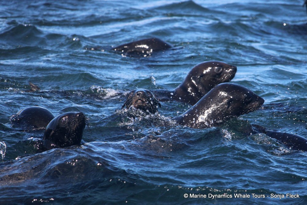 cape fur seal, whale watching, gansbaai, south africa